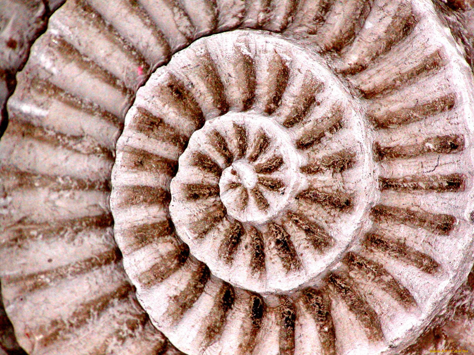 fossil, of, shell, , 